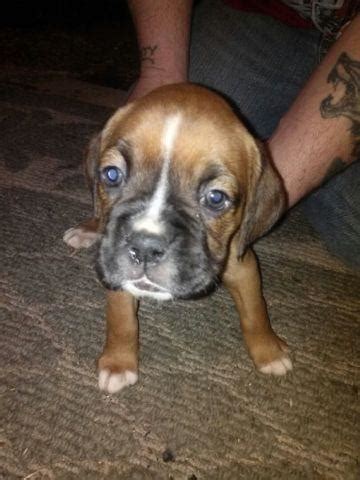 grand junction boxer puppies|grand junction puppies for sale.